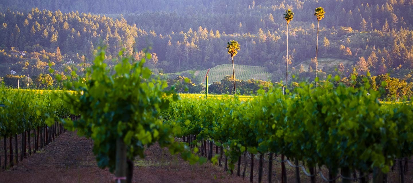 Unique Napa Valley Estate Vineyard Properties | Duckhorn Vineyards